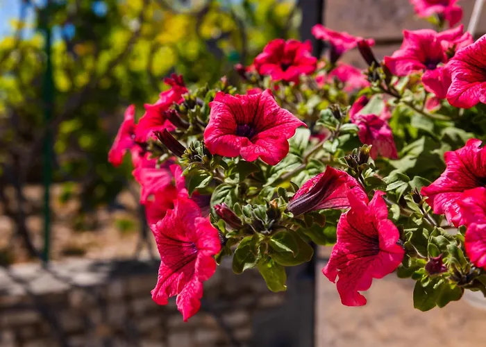 Agape - Three Bedroom On 15k M2 Olive Grove - Incredible 360 View - Free Parking - Private Pool And Jacuzzi