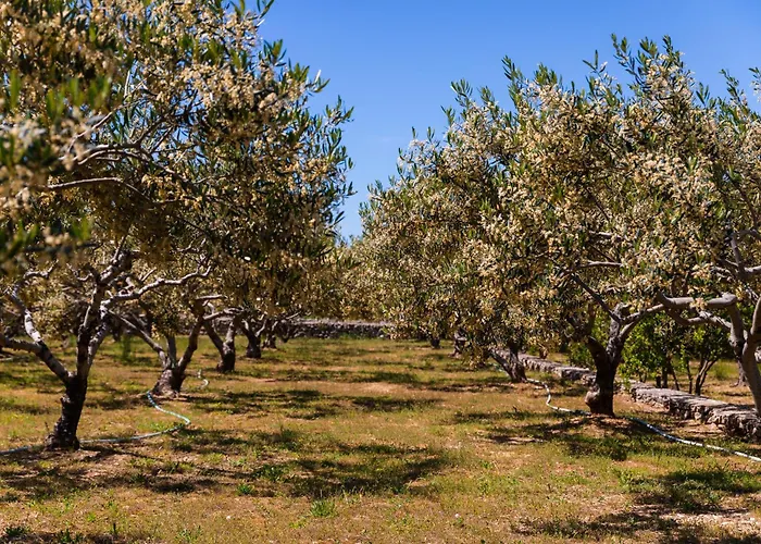 Agape - Three Bedroom On 15k M2 Olive Grove - Incredible 360 View - Free Parking - Private Pool And Jacuzzi Villa *